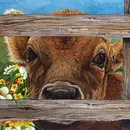 poze de vaca