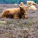 poze de vaca