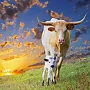 poze de vaca