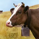 poze de vaca