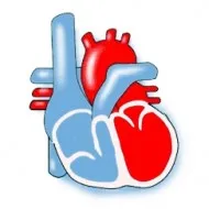 cardiomegaliei-l