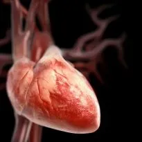 cardiomegaliei-l