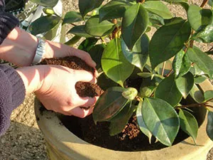 Camellia japoneză acasă