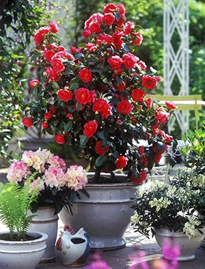 Camellia japoneză acasă