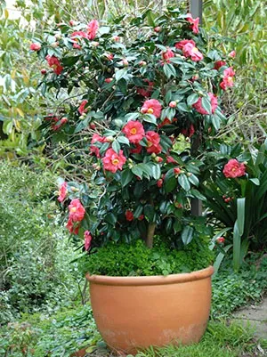 Camellia japoneză acasă