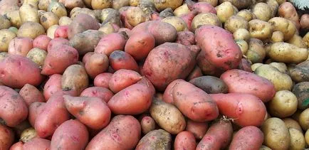 Ce este tuberculii de cartofi