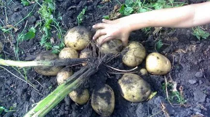Ce este tuberculii de cartofi