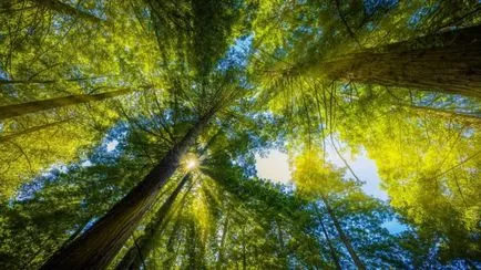 Cifrele cu privire la natura acestei