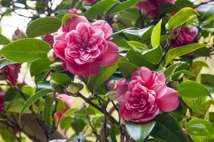 Camellia japoneză acasă Camellia japoneză acasă