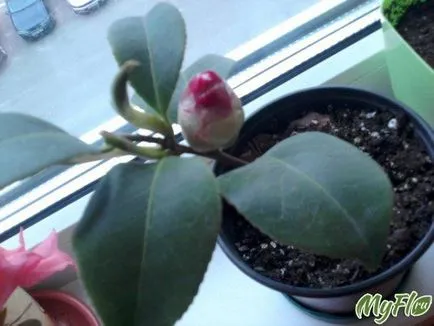 Camellia japoneză acasă Camellia japoneză acasă