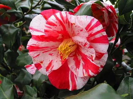 Camellia japoneză acasă