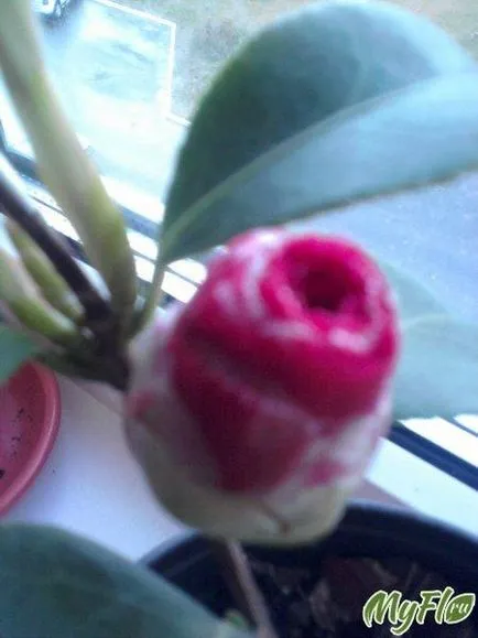 Camellia japoneză acasă Camellia japoneză acasă