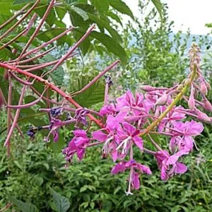 Cât de util fireweed