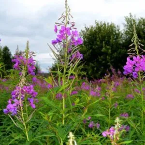 Cât de util fireweed