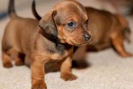 Cum vaccinări pentru catei