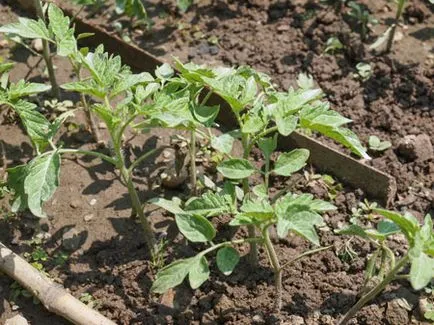 Cum să planteze roșii