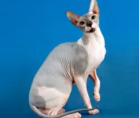 Sphynx rase de pisici
