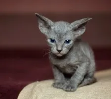Sphynx rase de pisici