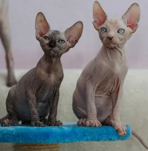 Sphynx rase de pisici Sphynx rase de pisici