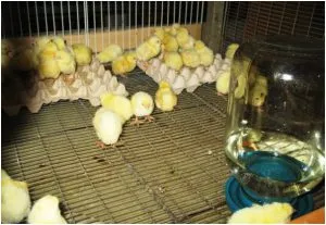 De câte ori să se hrănească puii