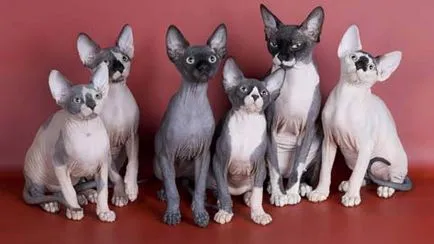 Sphynx rase de pisici