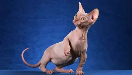 Sphynx rase de pisici