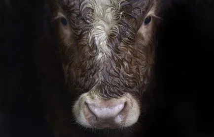 poze de vaca
