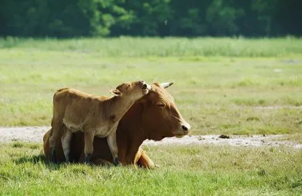 poze de vaca