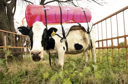 poze de vaca