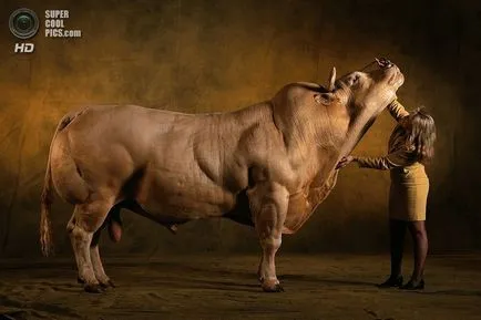 poze de vaca poze de vaca