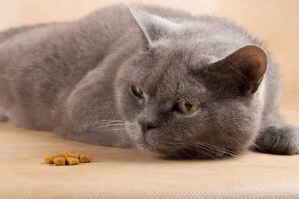 Ce e cu pisica dacă este lent Ce e cu pisica dacă este lent