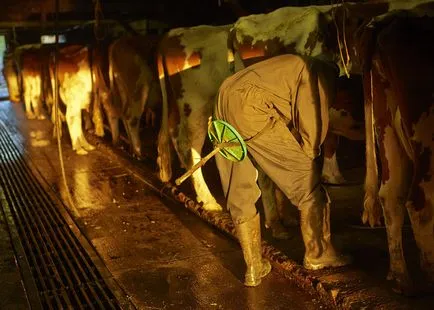 poze de vaca