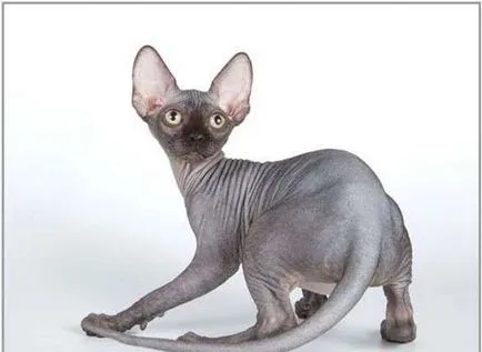 Sphynx rase de pisici