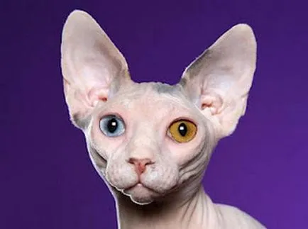 Sphynx rase de pisici