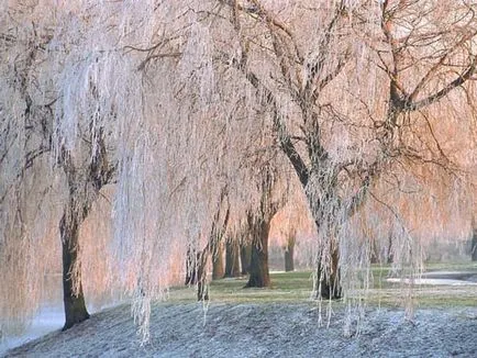 Cifrele cu privire la natura acestei Cifrele cu privire la natura acestei