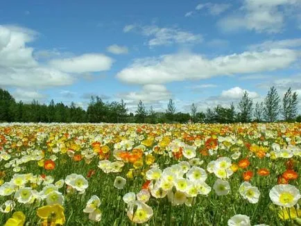 Cifrele cu privire la natura acestei Cifrele cu privire la natura acestei