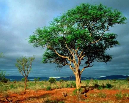 Cifrele cu privire la natura acestei Cifrele cu privire la natura acestei