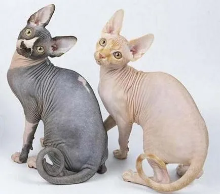 Sphynx rase de pisici