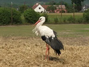 Ce este ca o pasăre