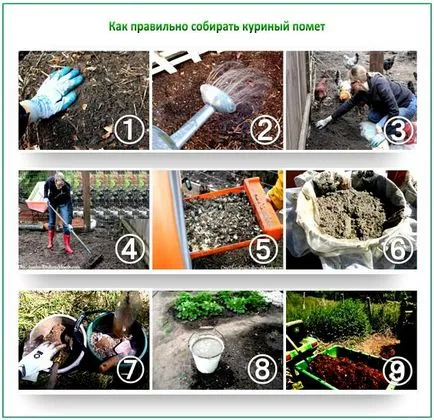 Cât de des pentru a fertiliza