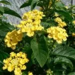 Lantana în creștere
