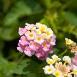 Lantana în creștere