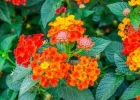Lantana în creștere