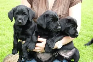 Cum să aibă grijă de un Labrador catelus Cum să aibă grijă de un Labrador catelus