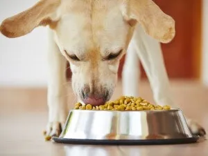 Cum să aibă grijă de un Labrador catelus Cum să aibă grijă de un Labrador catelus