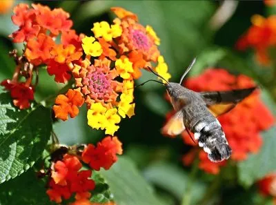 Lantana în creștere