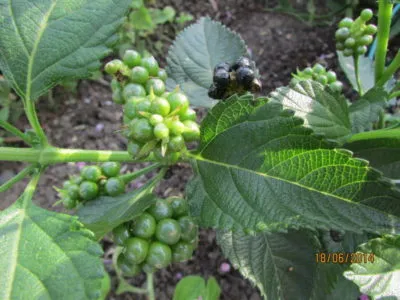Lantana în creștere