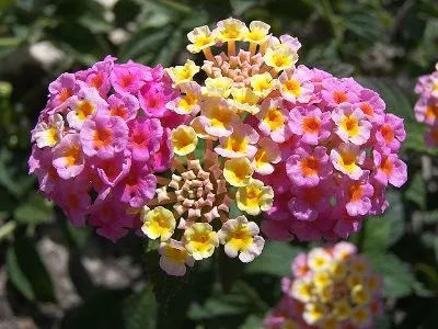 Lantana în creștere