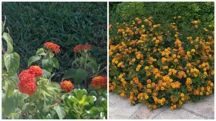 Lantana în creștere