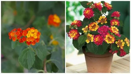 Lantana în creștere